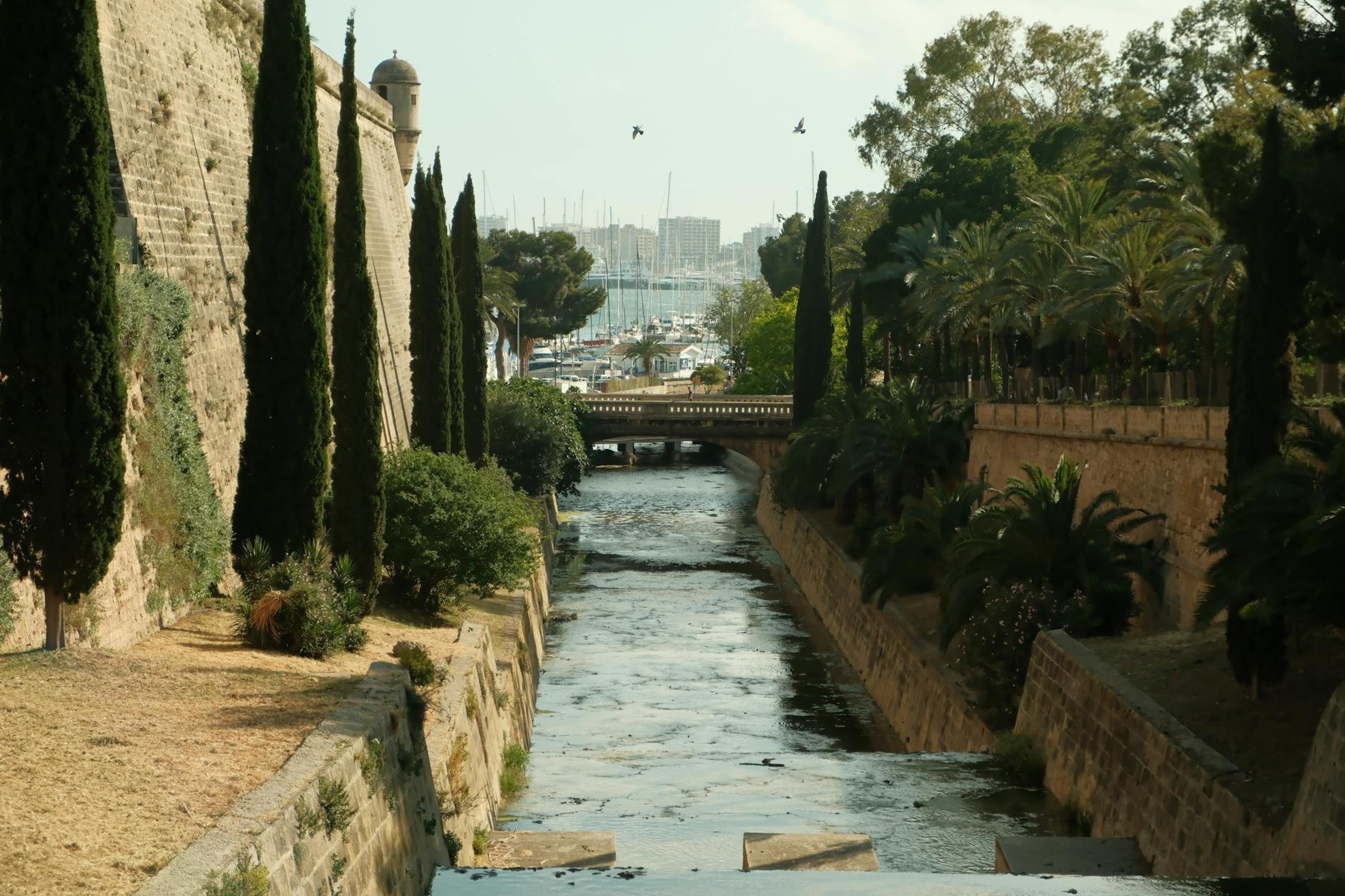 Palma