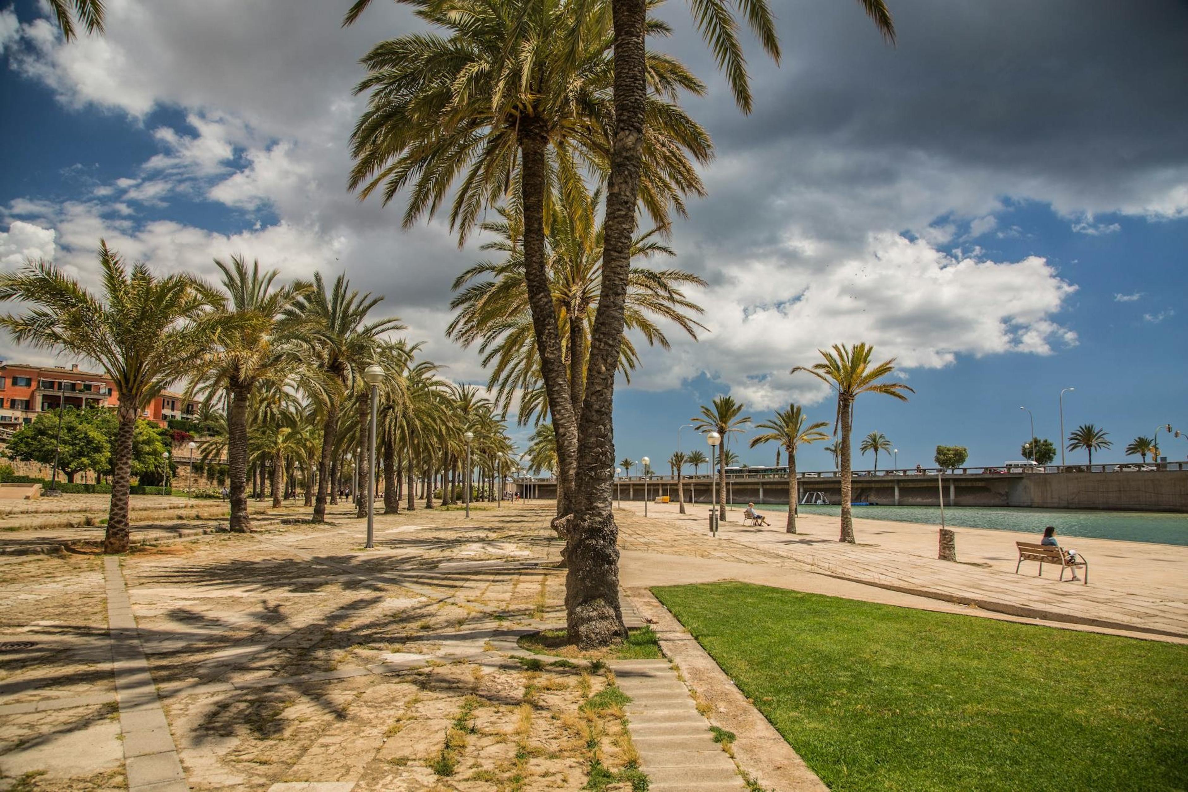 Palma