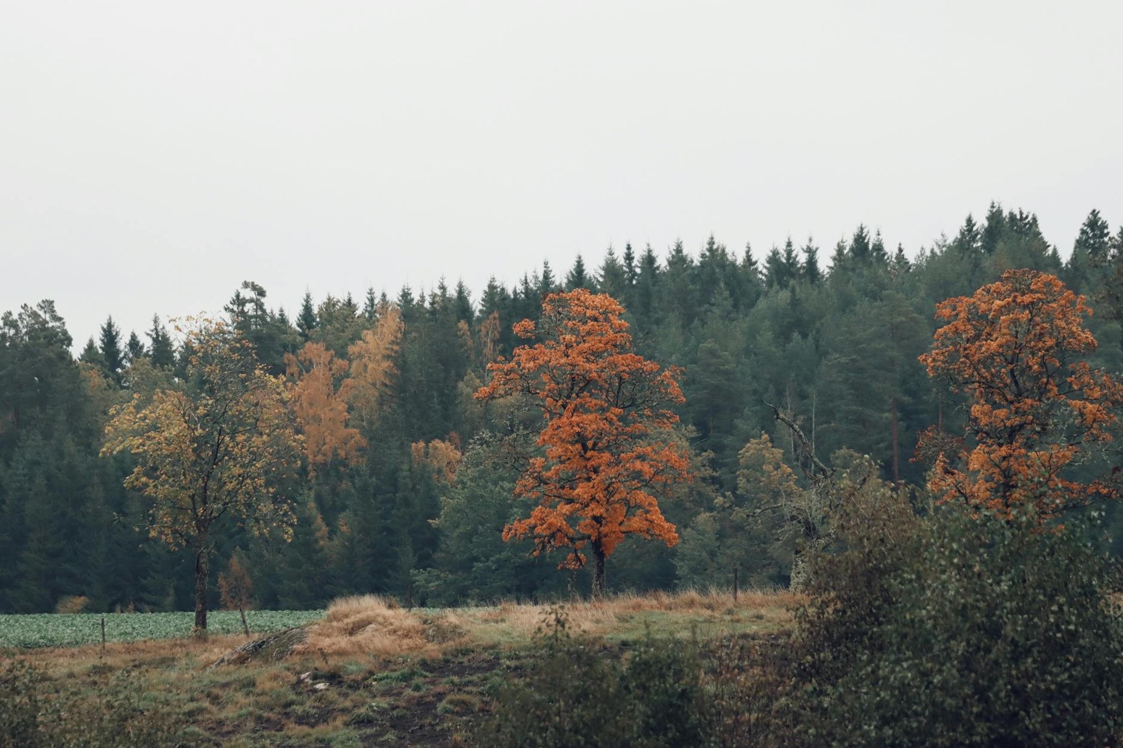 Sweden