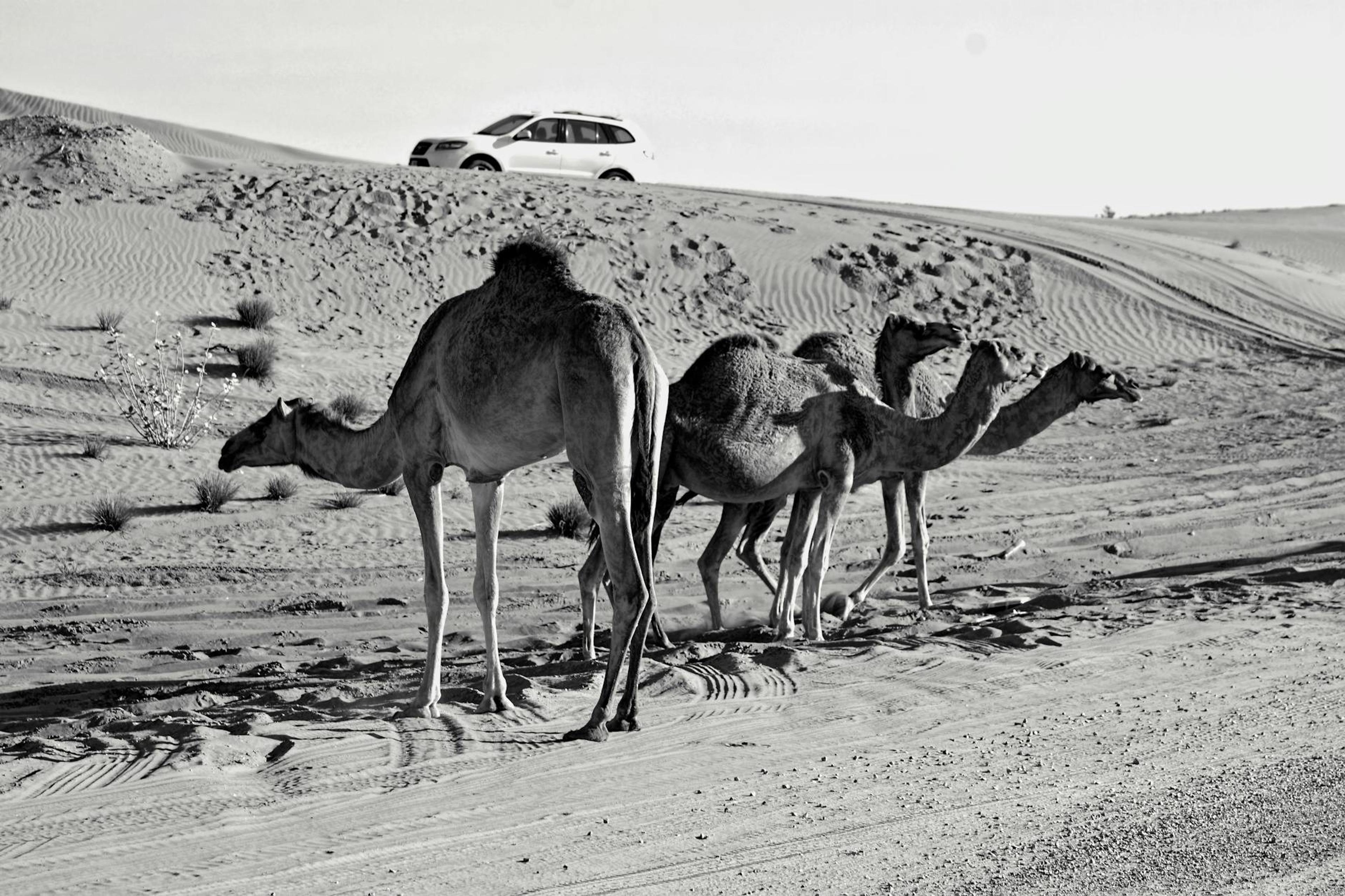 United Arab Emirates