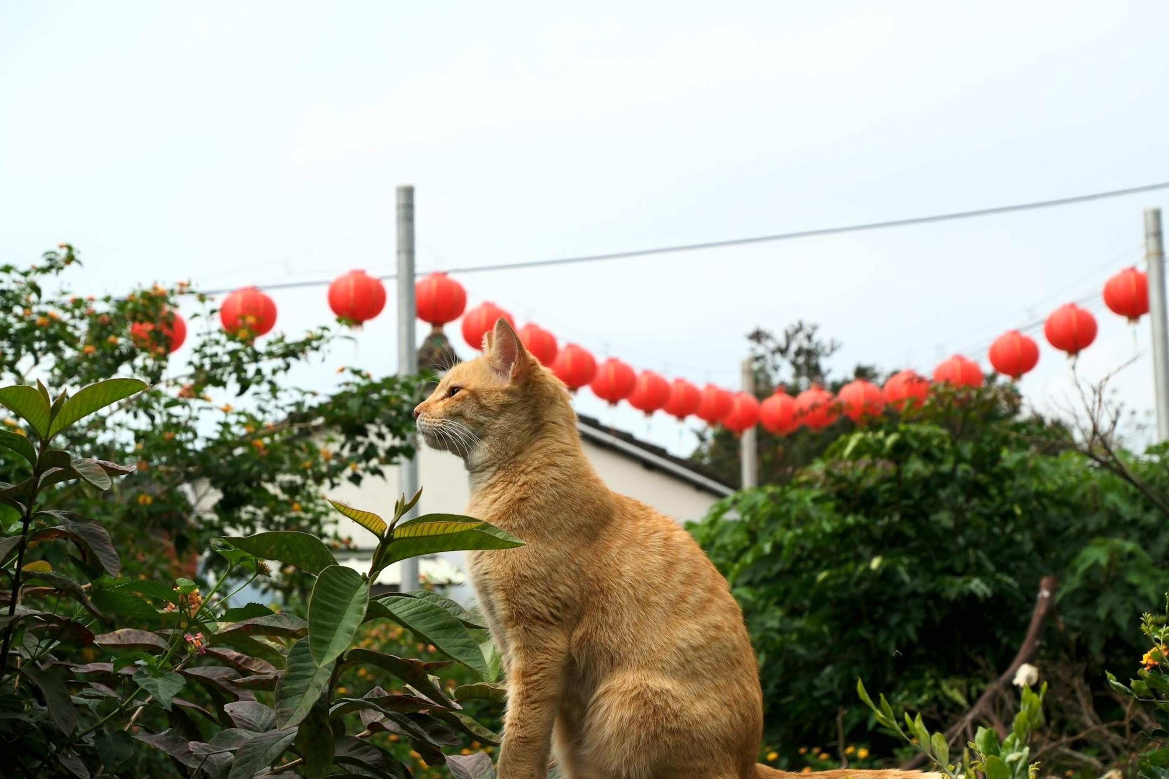 Taiwan