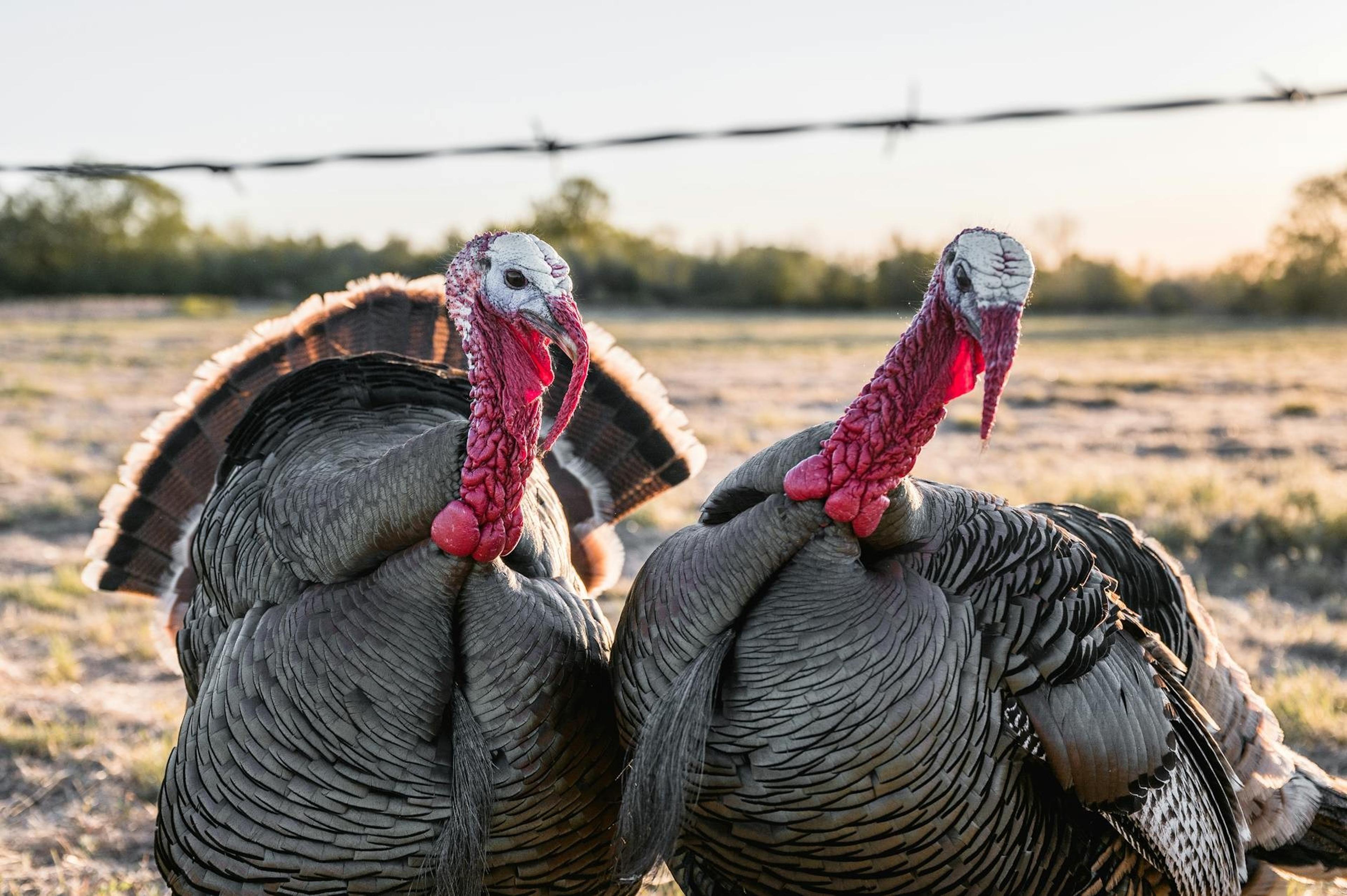 Turkey